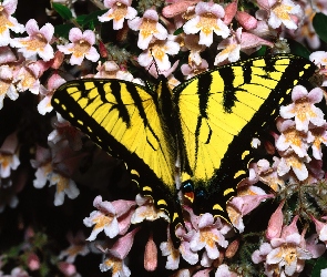 Motyl, Paź Królowej