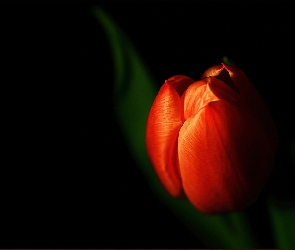 Czarne, Tło, Tulipan