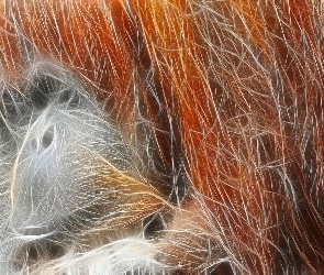 Orangutan, Grafika, Rudy