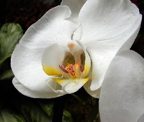 Orchidea, Biała