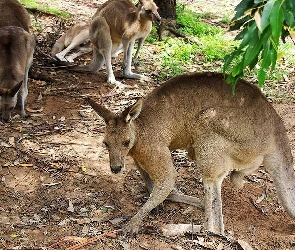 Kangury, Australia