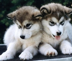 Alaskan Malamute, Szczeniaki