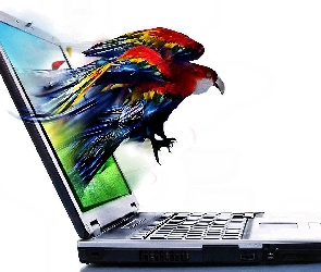 Papuga, 4D, Komputer