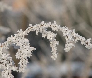 Gałązka, Oszroniona