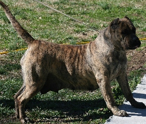 Perro de Presa Canario