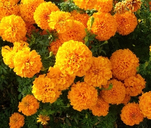 Aksamitka wyniosła, Tagetes erecta