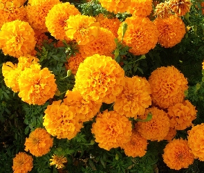 Tagetes erecta, Aksamitka wyniosła