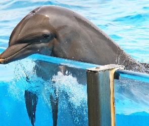 Basen, Szyba, Delfin