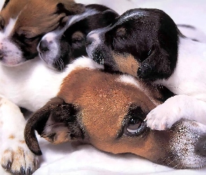 Psia, Beagle, Szczeniaki, Mama