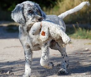 Owczarek australijski, Australian shepherd, Pies