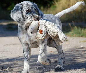 Pies, Australian shepherd, Owczarek australijski