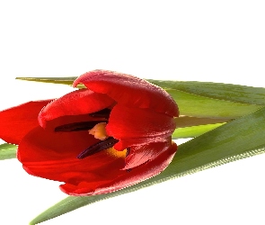 Czerwony, Tulipan