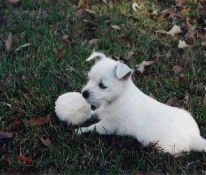 szczeniak, piłka, West Highland White Terrier