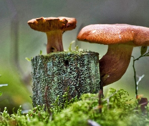 Pieniek, Grzyby