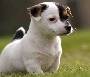 Jack Russell Terrier, Szczeniak