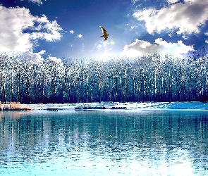 Niebo, Ptak, Jezioro, Chmury