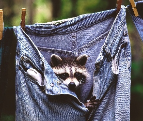 Klamerki, Jeans, Szop, Spodnie
