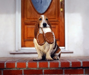 Kapcie, Basset Hound