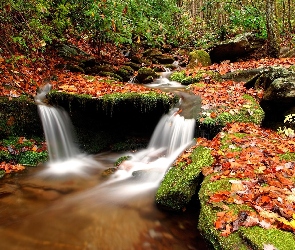 Las, Strumień, Jesienią
