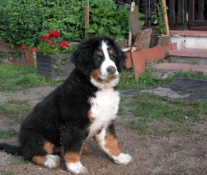 Berneński pies pasterski, młody