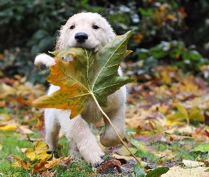 Liść, Golden Retriever, Klonu