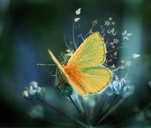 Motyl, Grafika, Kwiatki