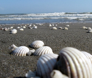 Muszelki, Plaża