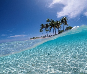 Wyspa, Ocean, Palmy