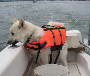 kapok, Norsk Buhund