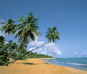 Plaża, Palmy, Zachód Słońca