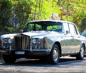 Rolls-Royce, drzewa