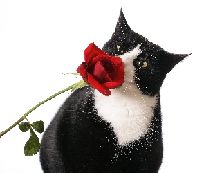 Kot, Róża