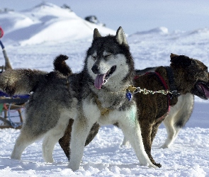 śnieg, sanie, Siberian Husky