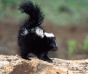 Skunks, Mały