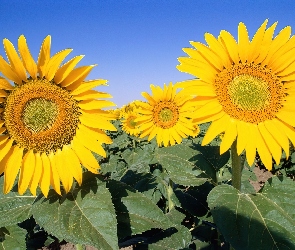 Słoneczniki
