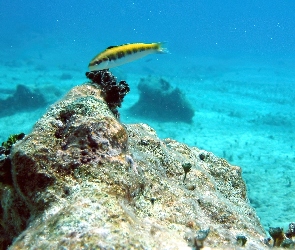 Rybka, Ocean