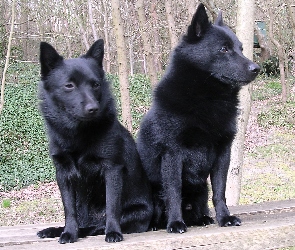 siedzące, Schipperke, dwa