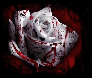 Róża, Krwawa