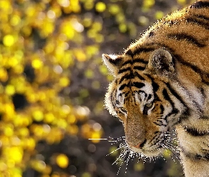 Tygrys, Potężny