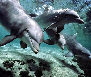 Świat, Delfiny, Podwodny