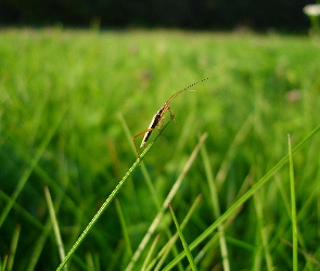 Źdźbło, Lato, Robak, Łąka