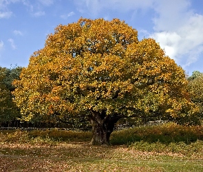 Wielki, Dąb