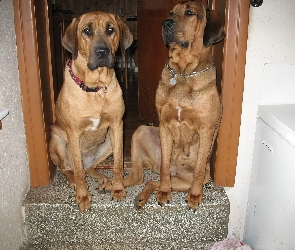 dwa, Broholmery