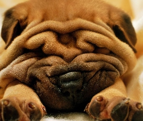 Piesek, Shar Pei, Pomarszczony