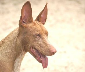 postawione, Pies faraona, uszy