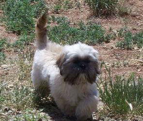 Shih Tzu