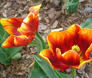 Pomarańczowy, Tulipan