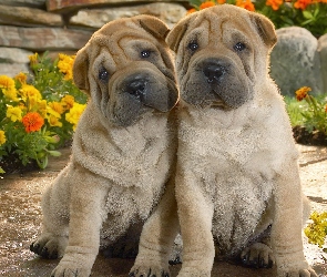 Shar Pei, Szczeniaki