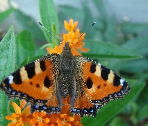 Skrzydełka, Pokrzywnik, Motyl, Rusałka