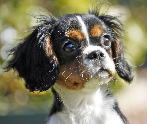 Mordka, King Charles Spaniel